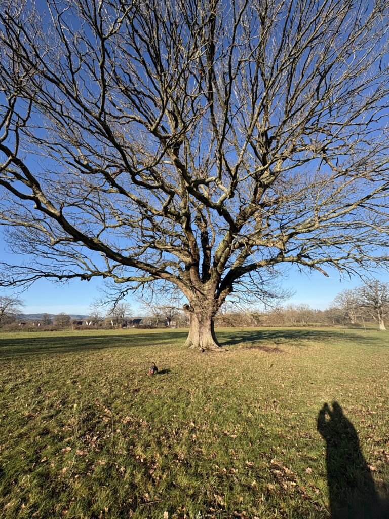 KNOWLE PARK img 4107