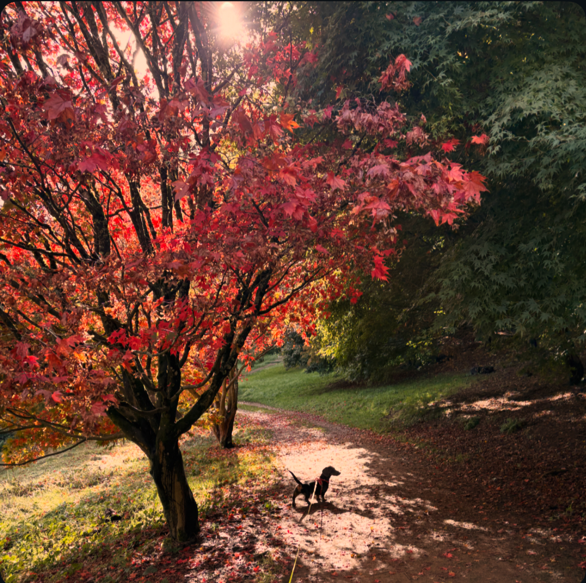 Local Walks img 4259