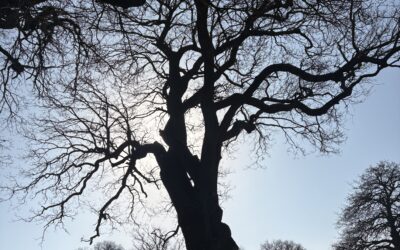 KNOWLE PARK
