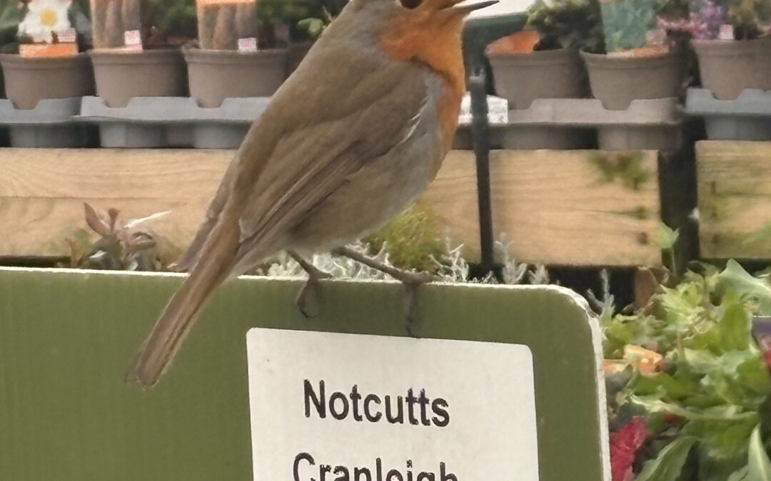 Message from Robin