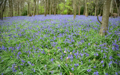 DOGS & BLUEBELLS