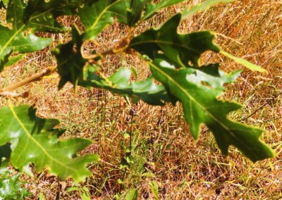 dscf0013