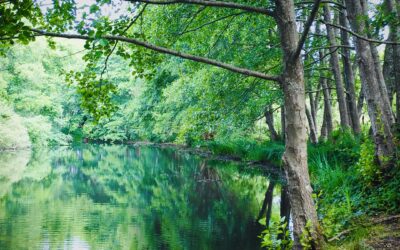 Elstead & Lakes
