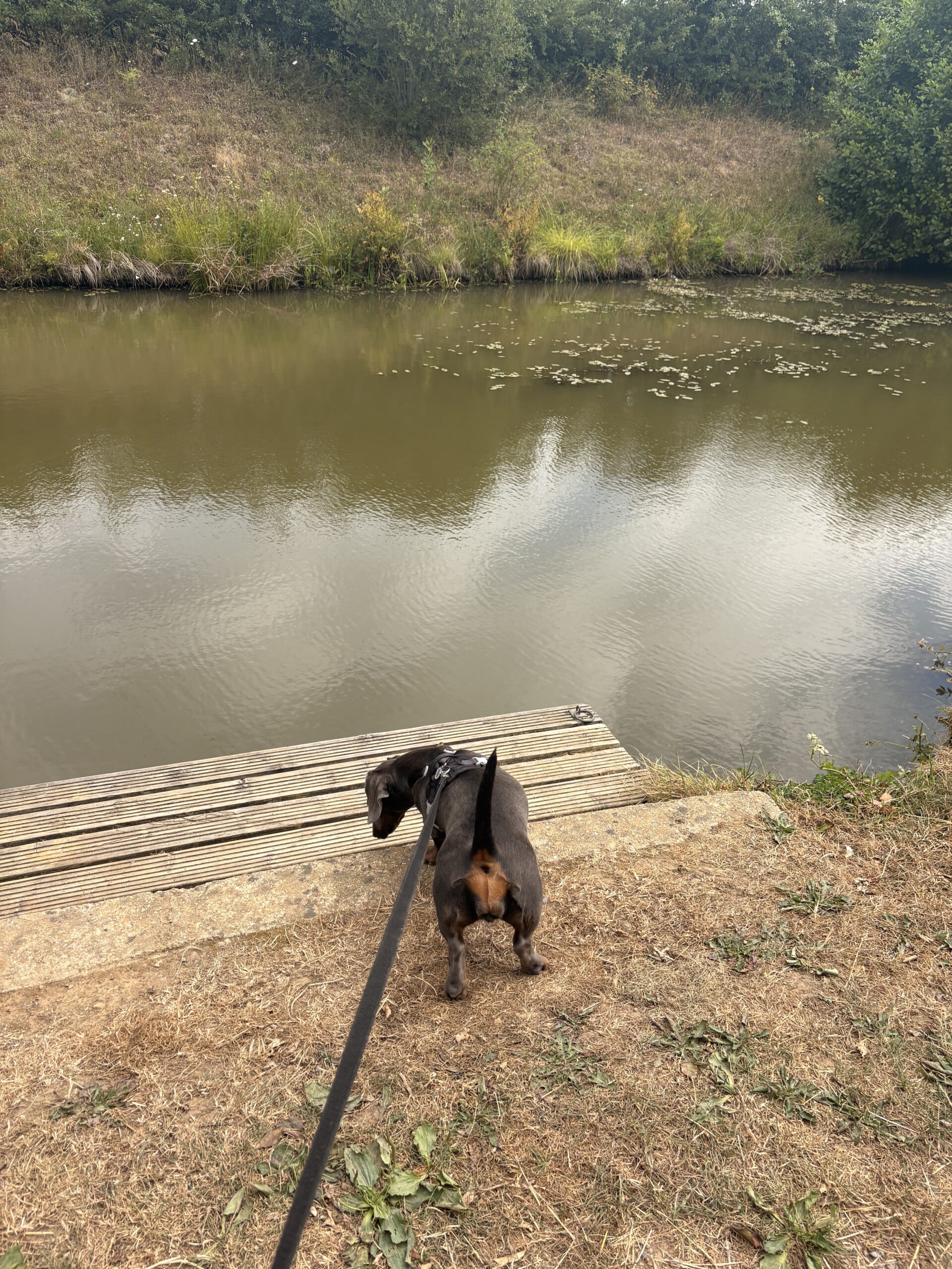 A Stroll to Afold & Loxwood img 2544