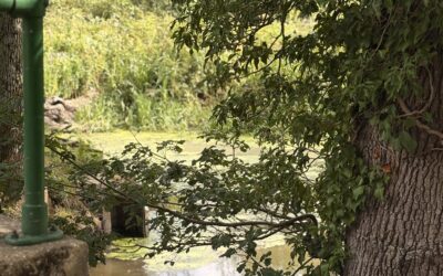 52 Walks with Grace A Stroll to Afold & Loxwood